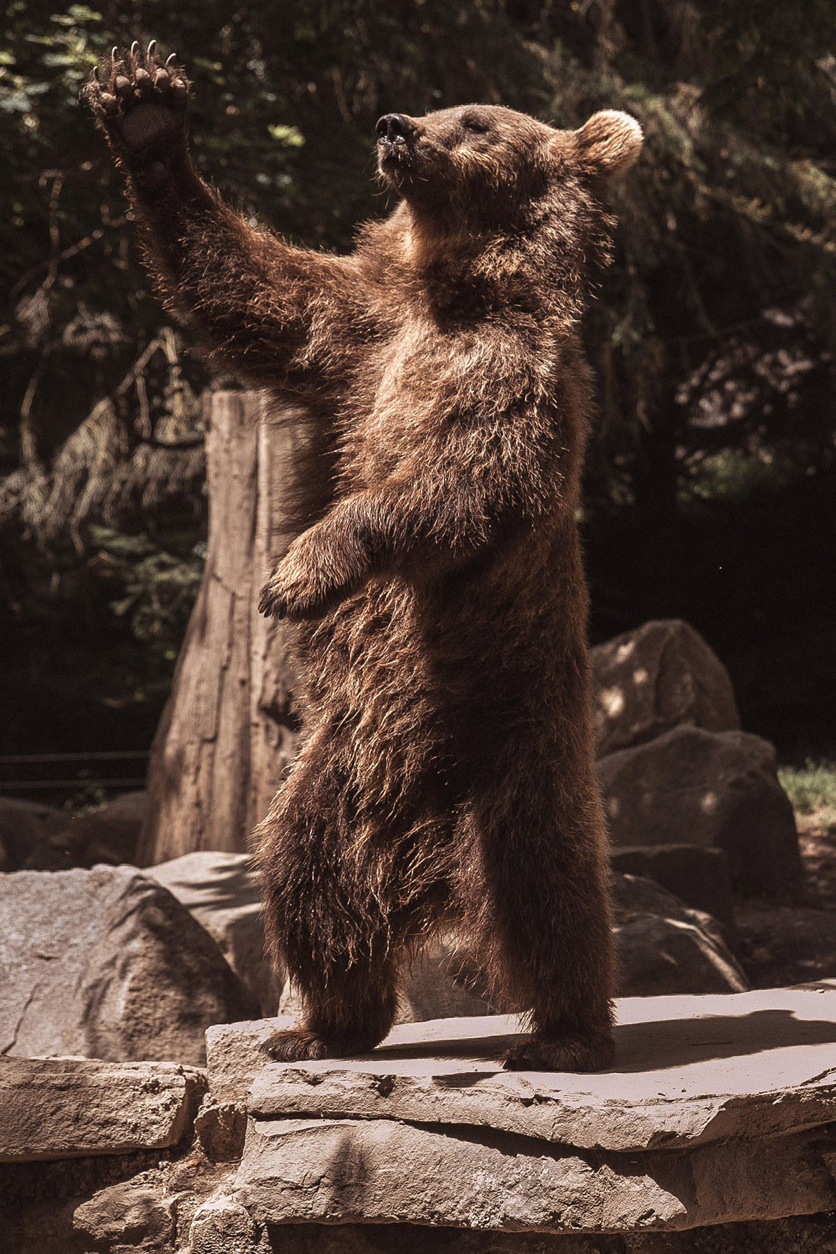 Parc animalier - Appart Hôtel - Le Clos du 5 - Bagnères-de-Bigorre